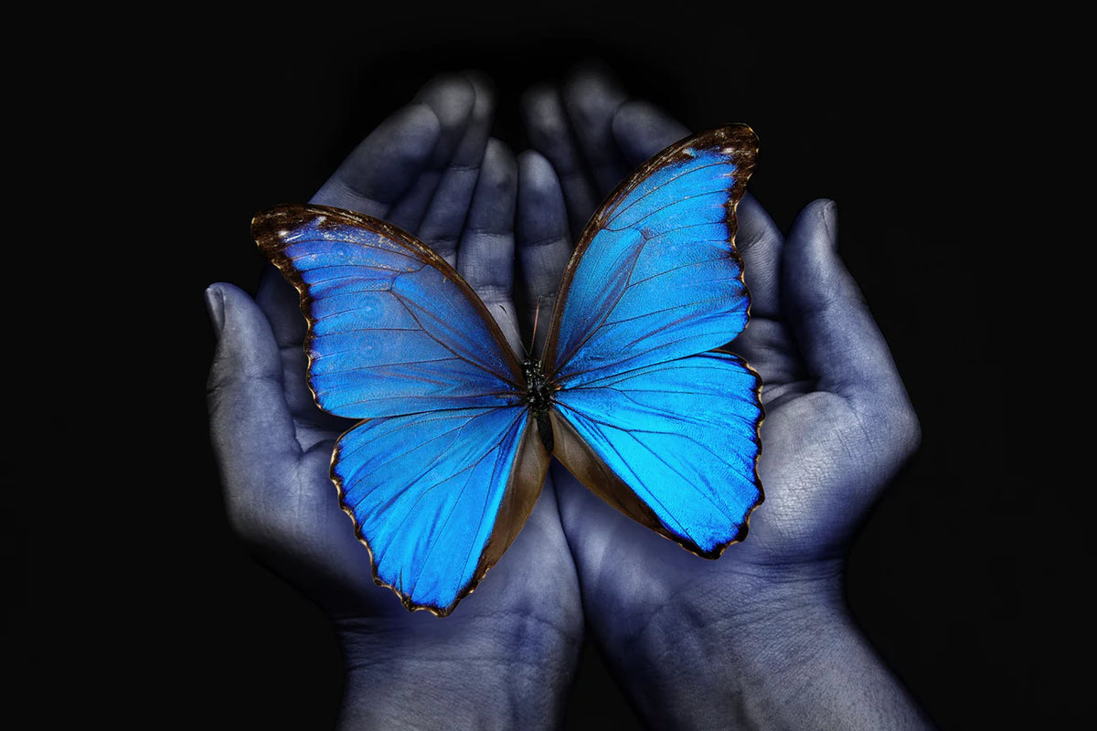 Hands Holding Butterfly