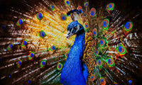 Colorful Peacock w/ Crystals