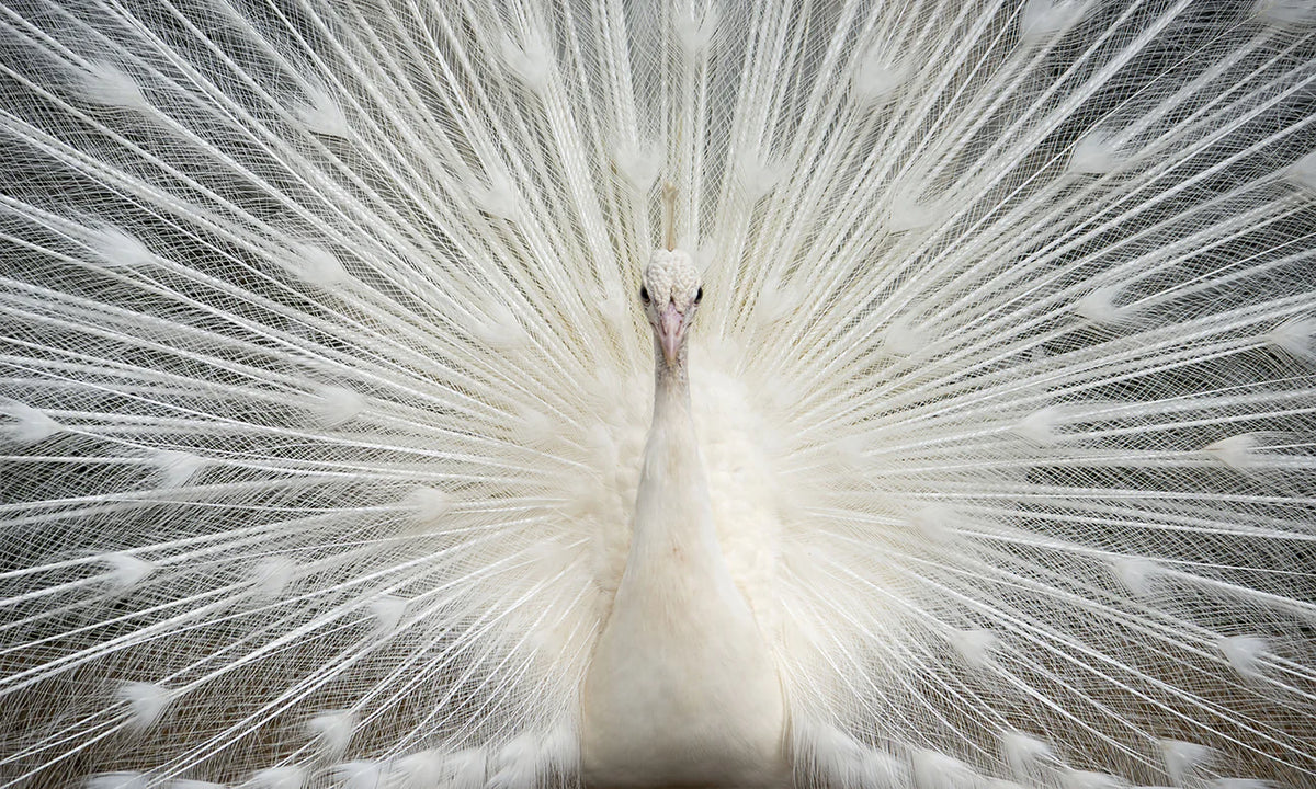 White Peacock w/ Crystals