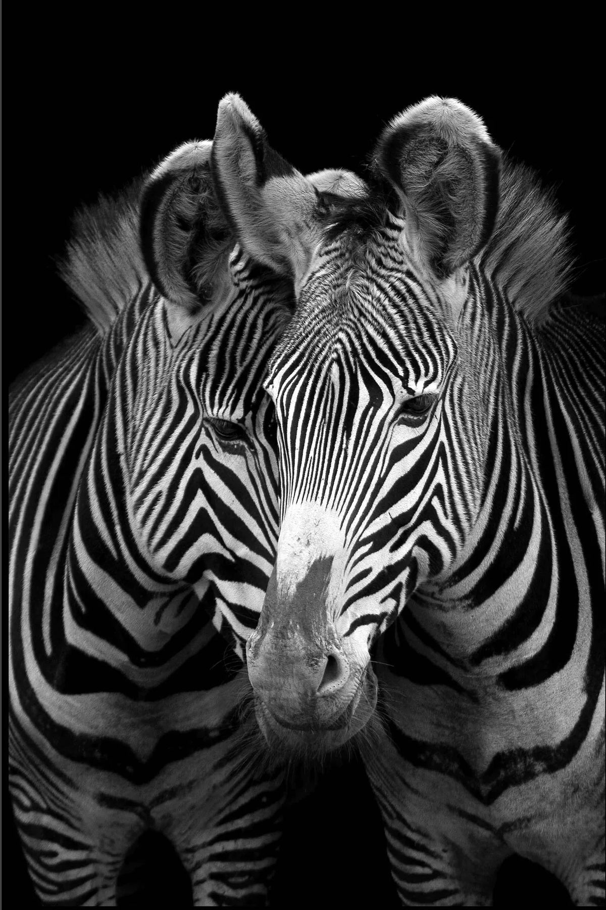 Two Zebras Glass Wall Art